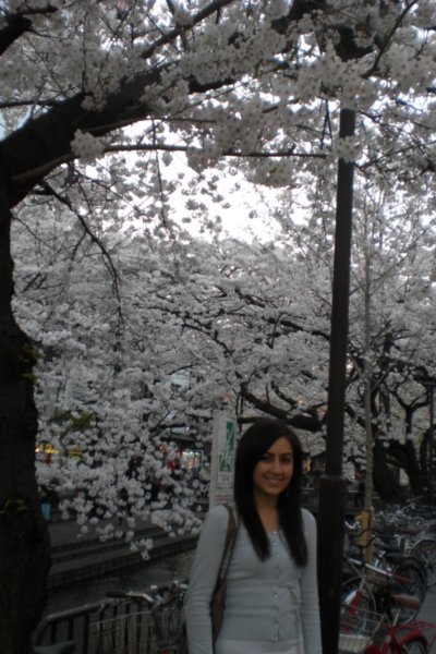 I Love Sakura!