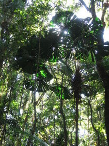 Fan palms in type 3b rainforest