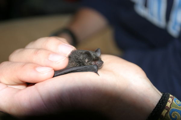 one of the microbats we caught