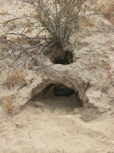 Tortoise burrow
