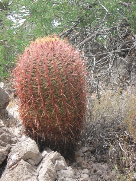 A Barrel Cactus 