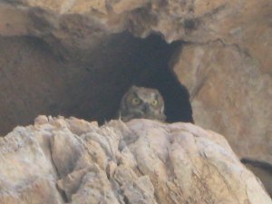 Fledgling Great-Horned Owl