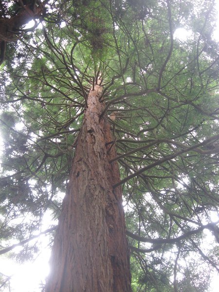 Redwood!