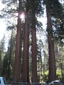 Sequoias with people for scale