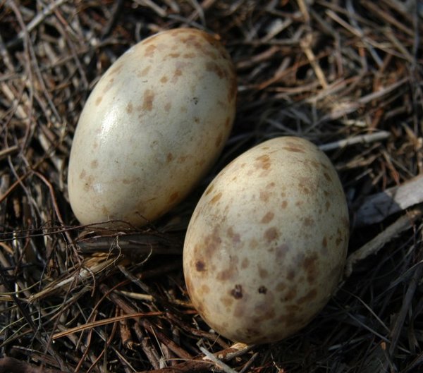 close-up of 2 crane eggs
