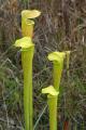 pitcher plants