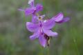 grass pink orchid