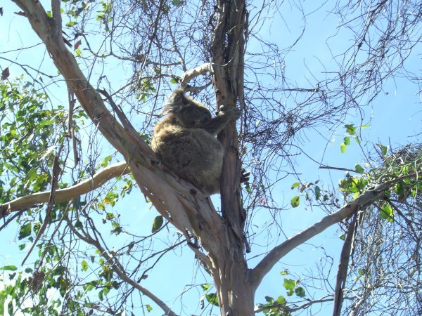 Bob the Koala