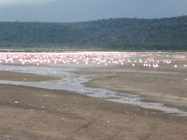 The Flamingoes of Lake Nakuru