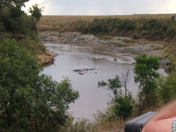 Hippo's at Masai Mara