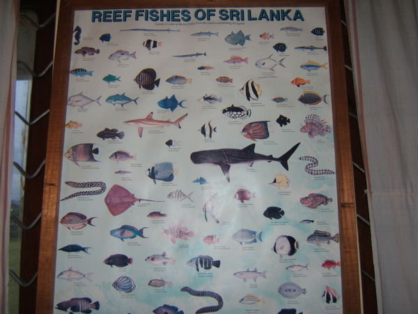 The fish of Sri Lanka