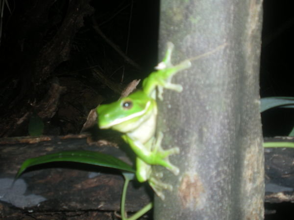 White lipped green tree frog