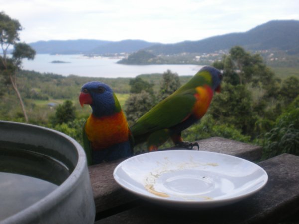 More parrots!