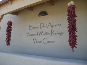 Das ist Chili von New Mexico!! Welcome in Bosque del Apache. 