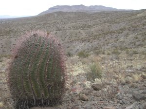 Kaktus im Portrait