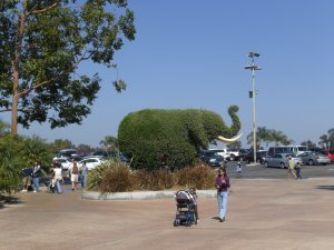 Elephant-tree