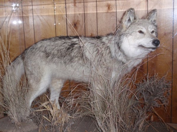 Wolf - ausgestellt