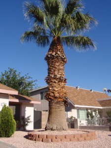 Die Palme vor dem Haus