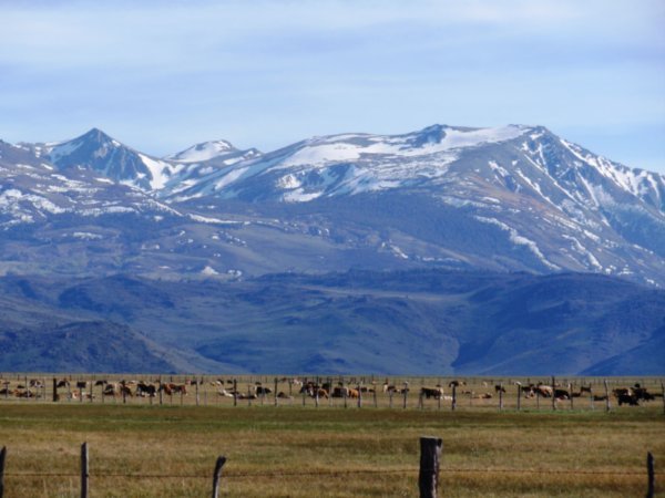 Cattles in front of the mountains