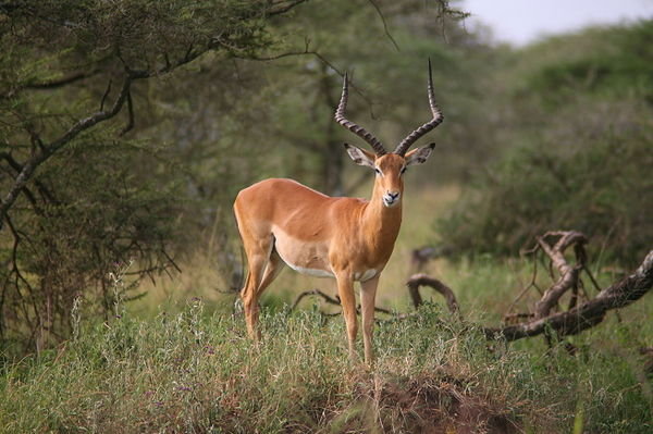 Another poser (Impala)