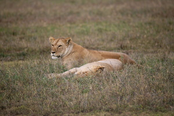 Some of the lions we saw