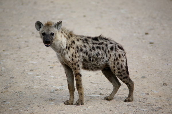 Sad Hyena