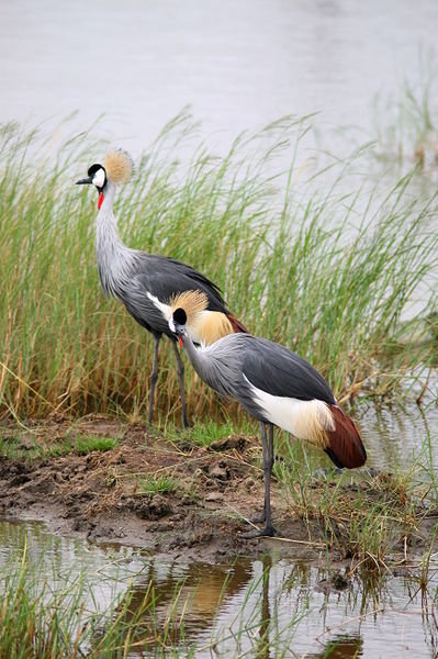 Ugandan Crested Cranes