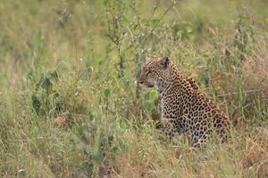 The Leopard who posed for us
