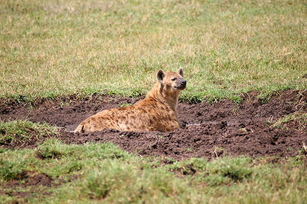 Hyena cooling down in the mud