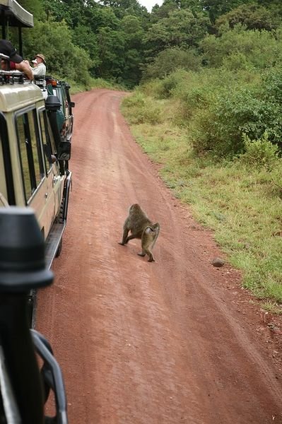 Baboon sneaking past the vehicles