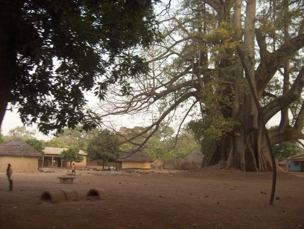 Largest Baboa Tree I have Seen