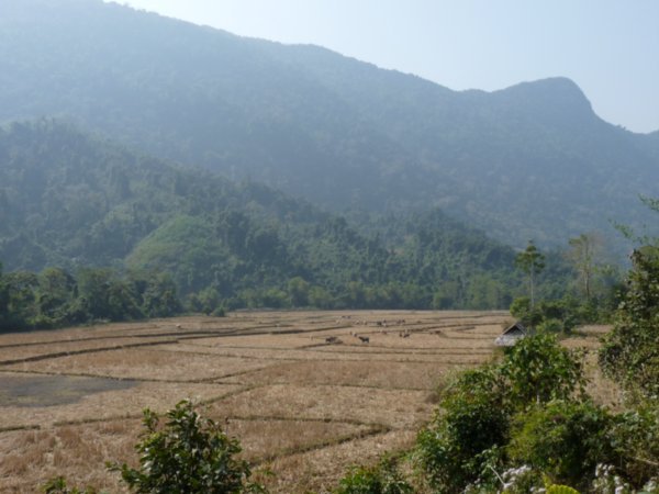 Dormant rice paddies with the local backdrop