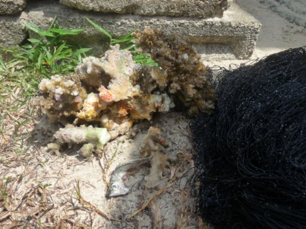 Large piece of coral that got ripped out with the nets