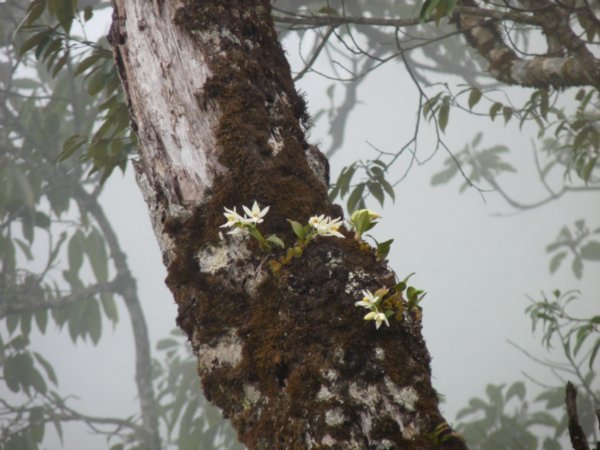 Beautiful white flowers growing from the tree