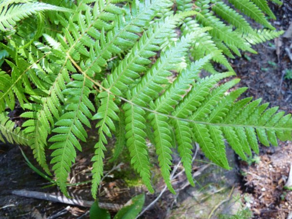 New Zealand's national symbol, the fern