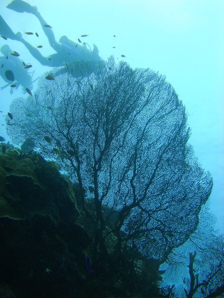 Beautifully preserved giant fan coral