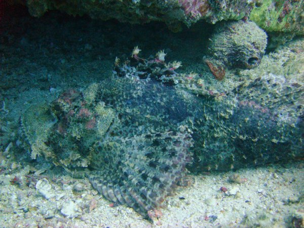 Another stonefish