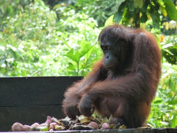 Feeding time at the orangutan sanctuary