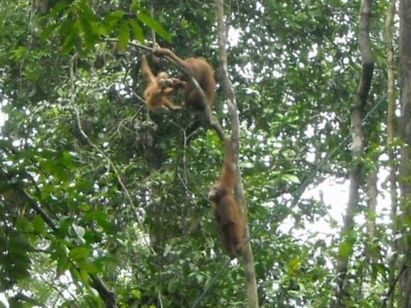 Orangutans at Semenggoh