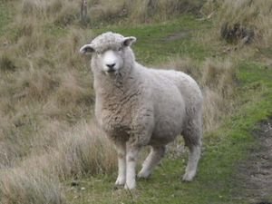 Evil Sheep | Photo