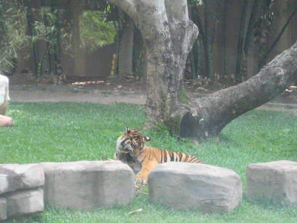 tigers 