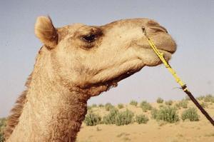 Joney the camel