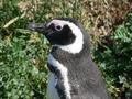 A penguin at Seno Otway