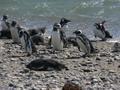 Penguins by the beach