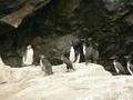 Penguins and seabirds on Isla Choros