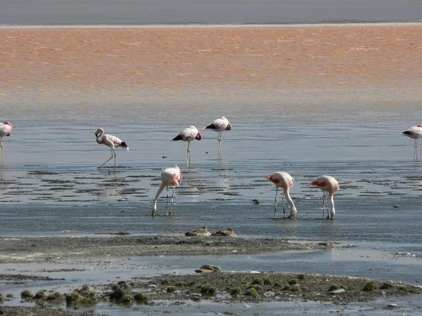 Flamingoes on Laguna Colorada
