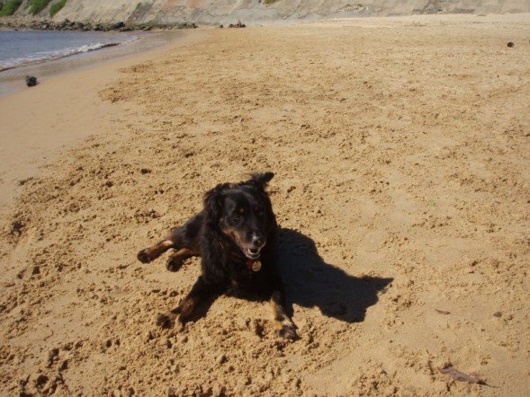 Hot dog on the beach