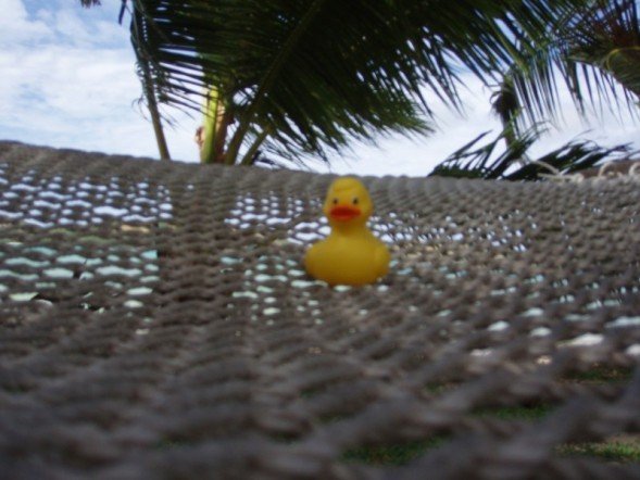 Ducky in a hammock
