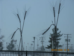 Bronze or steel wheat plants at Weyburn edge of town.