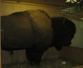 A real stuffed bison!